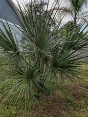 Sabal etonia