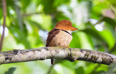 Bucco capensis