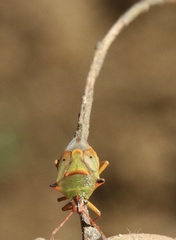 Tylospilus chilensis