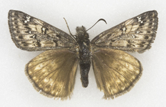 Erynnis telemachus