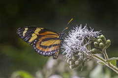 Lycorea halia discreta