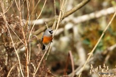 Pyrrhula erythaca