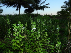 Pombalia calceolaria