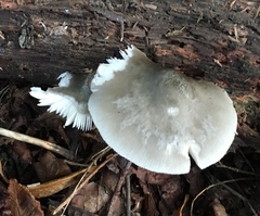 Pluteus salicinus