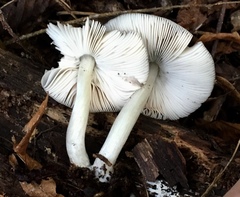Pluteus salicinus