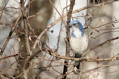 Aphelocoma californica