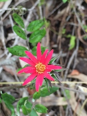 Mutisia coccinea