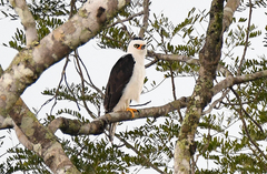 Spizaetus melanoleucus