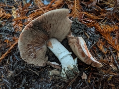 Agaricus arorae