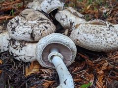 Agaricus buckmacadooi