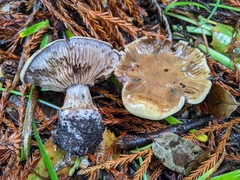 Glaucopodes