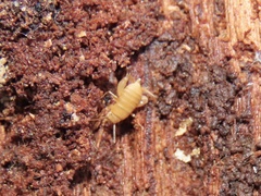 Myrmecophilus pergandei