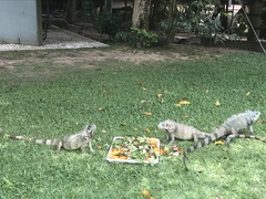 Iguana iguana