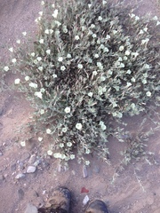 Calystegia malacophylla
