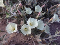 Calystegia malacophylla