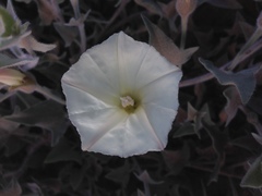 Calystegia malacophylla