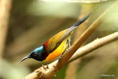 Aethopyga nipalensis