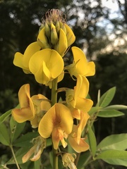 Crotalaria micans