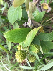 Rubus brasiliensis