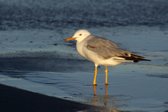 Chroicocephalus genei