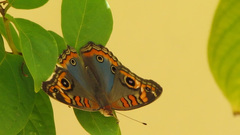 Junonia genoveva