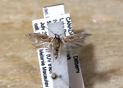 Gnorimoschema bacchariselloides