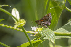 Ginungagapus ranesus