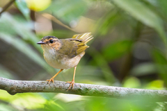 Myiothlypis rivularis mesoleuca