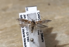 Gnorimoschema bacchariselloides