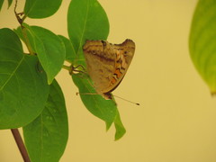Junonia genoveva