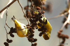 Spinus thibetanus