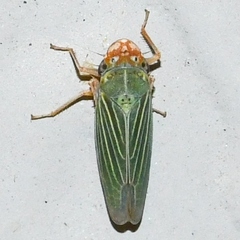 Xyphon reticulatum