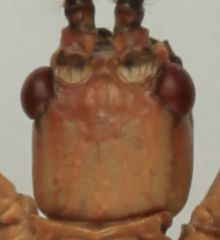 Phyllium antonkozlovi