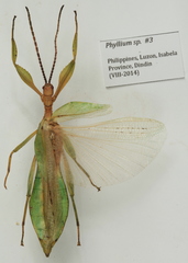 Phyllium antonkozlovi