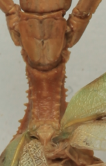 Phyllium antonkozlovi