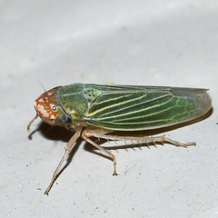 Xyphon reticulatum