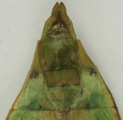 Phyllium antonkozlovi