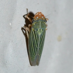 Xyphon reticulatum