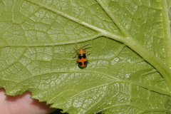 Aulacophora hilaris