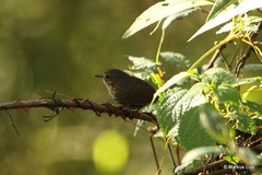 Pnoepyga pusilla