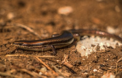 Mayan Skink