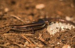 Marisora lineola