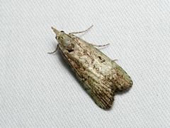Heteromicta tripartitella
