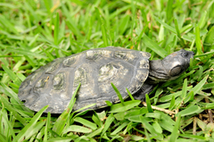 Podocnemis sextuberculata