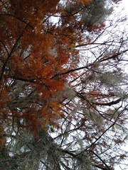 Taxodium distichum