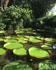 Victoria amazonica