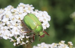 Brachysternus prasinus
