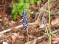 Salvia stachyoides