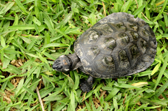 Podocnemis sextuberculata