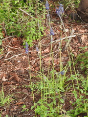 Salvia stachyoides